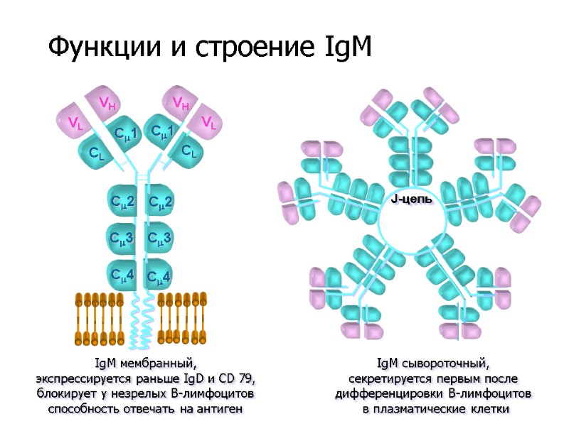 VL VH VH VL C3 C2 CL C1 IgM мембранный, экспрессируется раньше IgD и